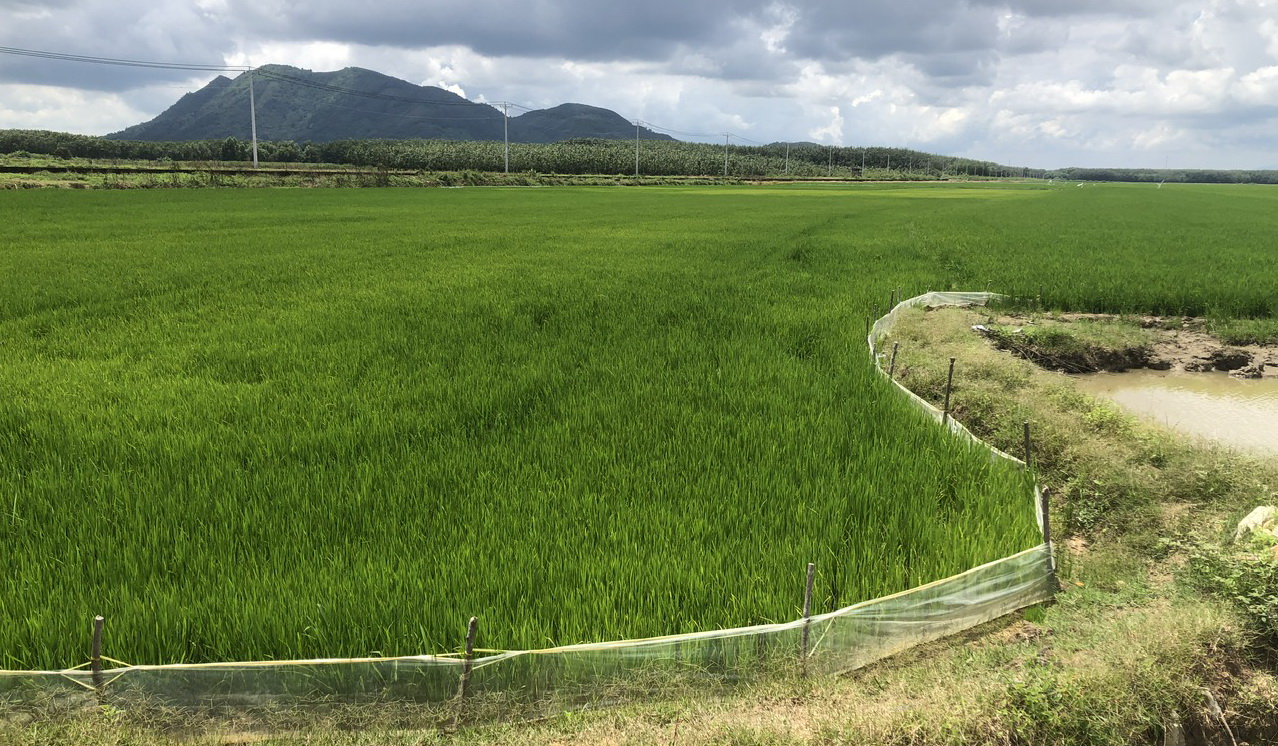Vì sao nông dân Bình Thuận phải khăn gói về miền Tây học cách trồng lúa giống chất lượng cao? - Ảnh 5.