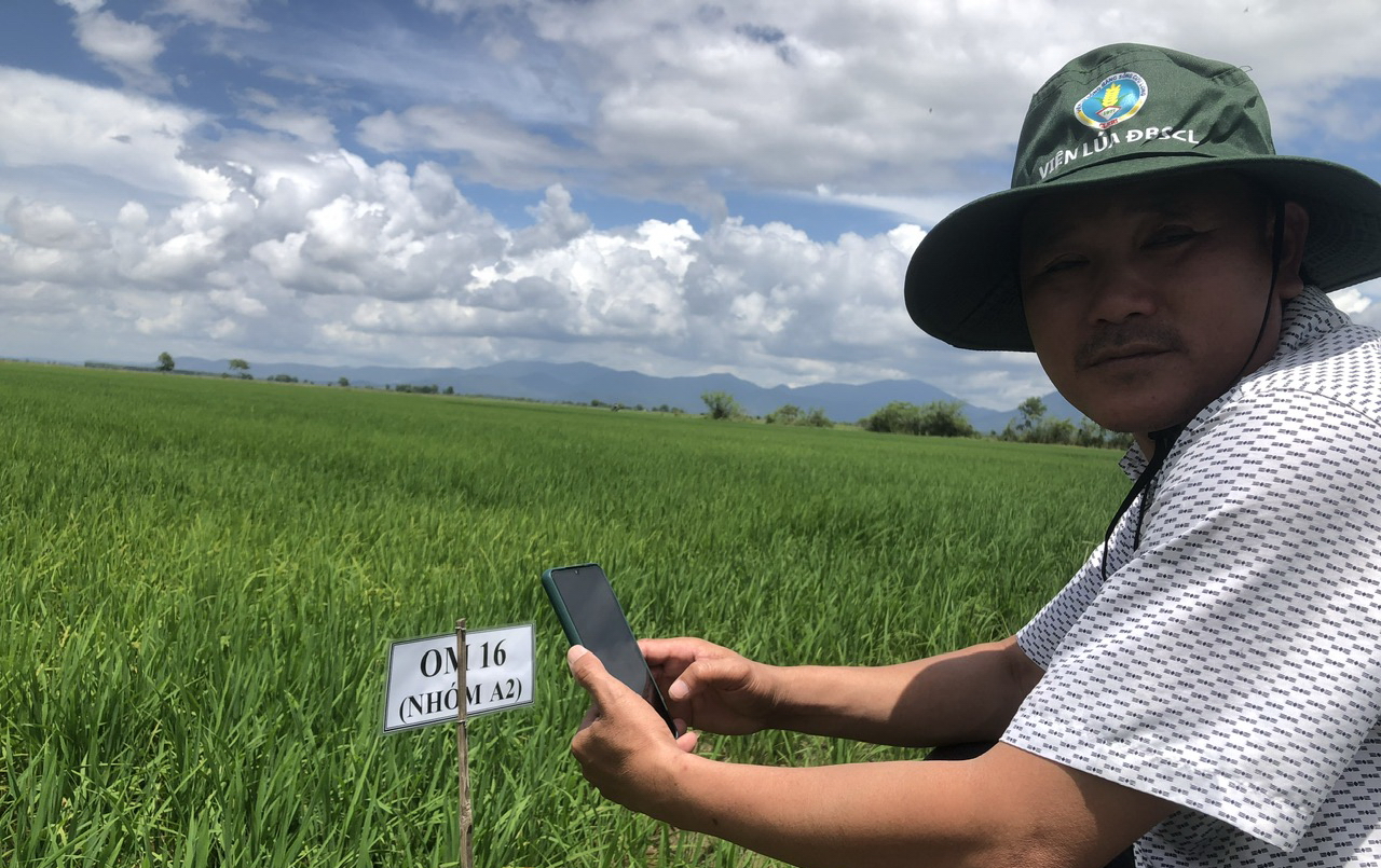 Vì sao nông dân Bình Thuận phải khăn gói về miền Tây học cách trồng lúa giống chất lượng cao? - Ảnh 3.