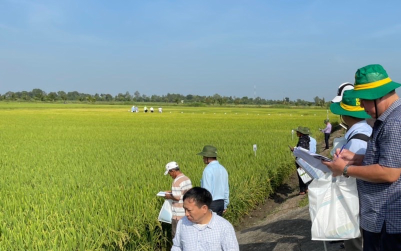 Vì sao nông dân Bình Thuận phải khăn gói về miền Tây học cách trồng lúa giống chất lượng cao?