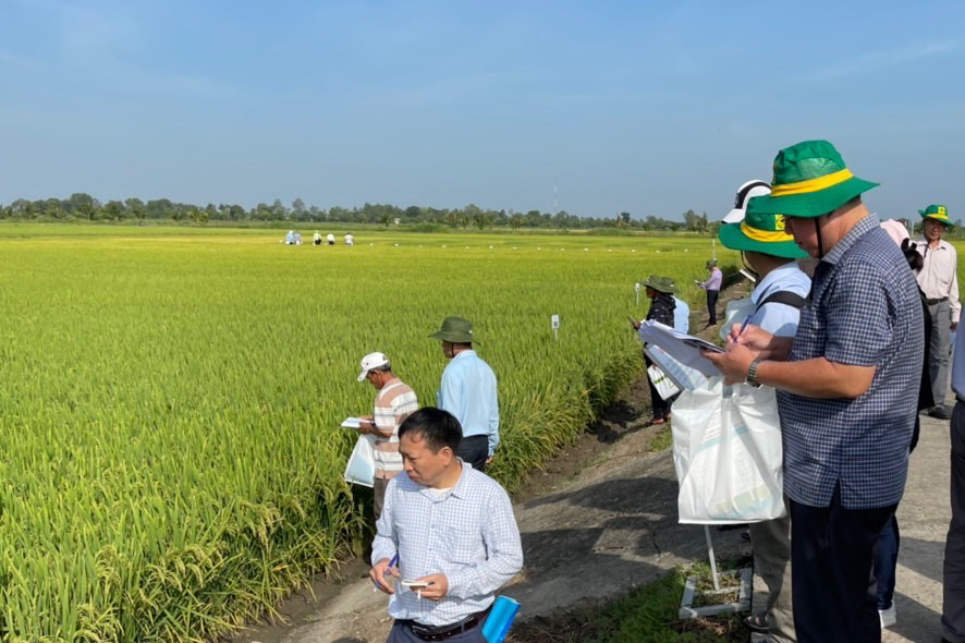Vì sao nông dân Bình Thuận phải khăn gói về miền Tây học cách trồng lúa giống chất lượng cao? - Ảnh 1.