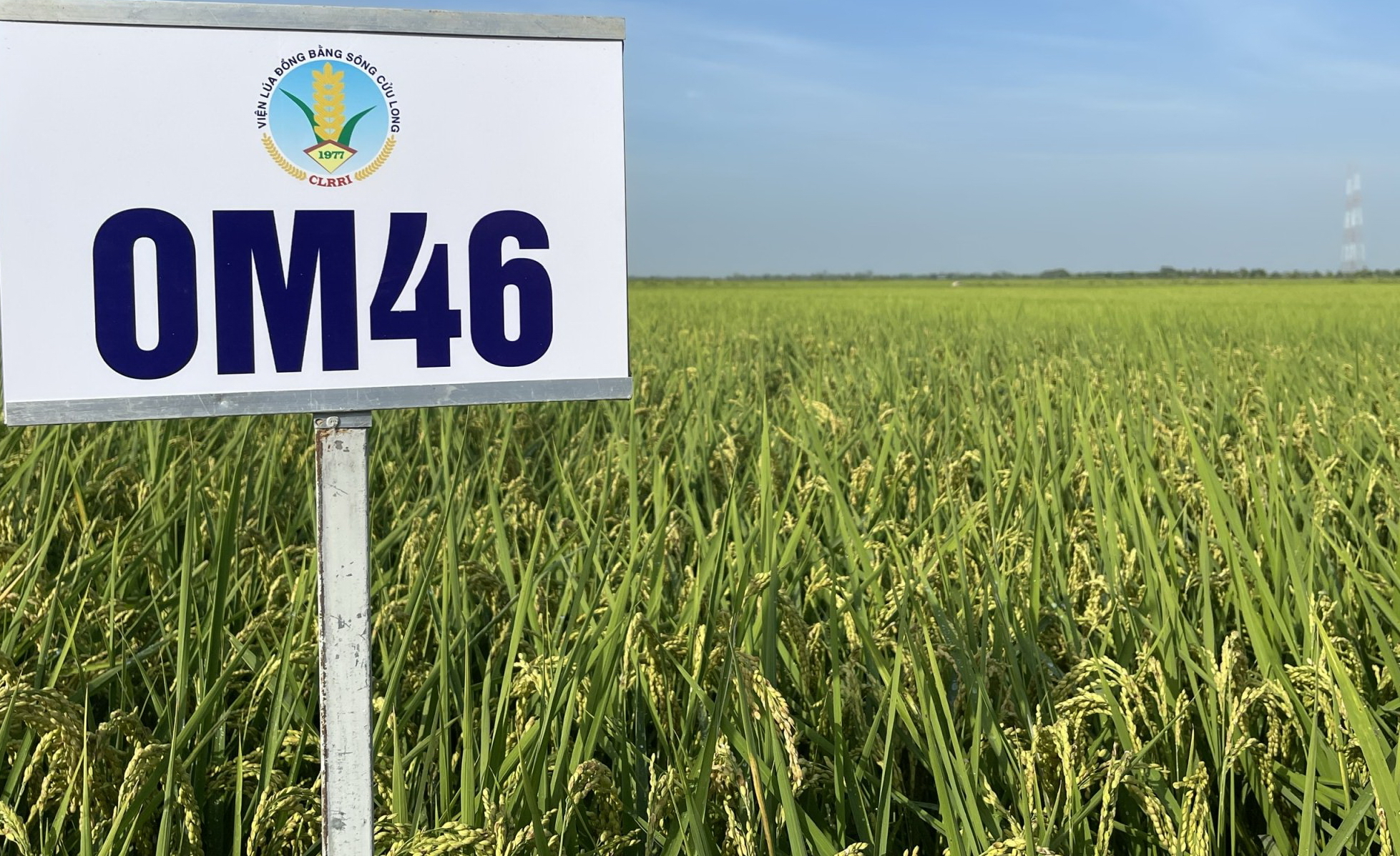 Vì sao nông dân Bình Thuận phải khăn gói về miền Tây học cách trồng lúa giống chất lượng cao? - Ảnh 4.