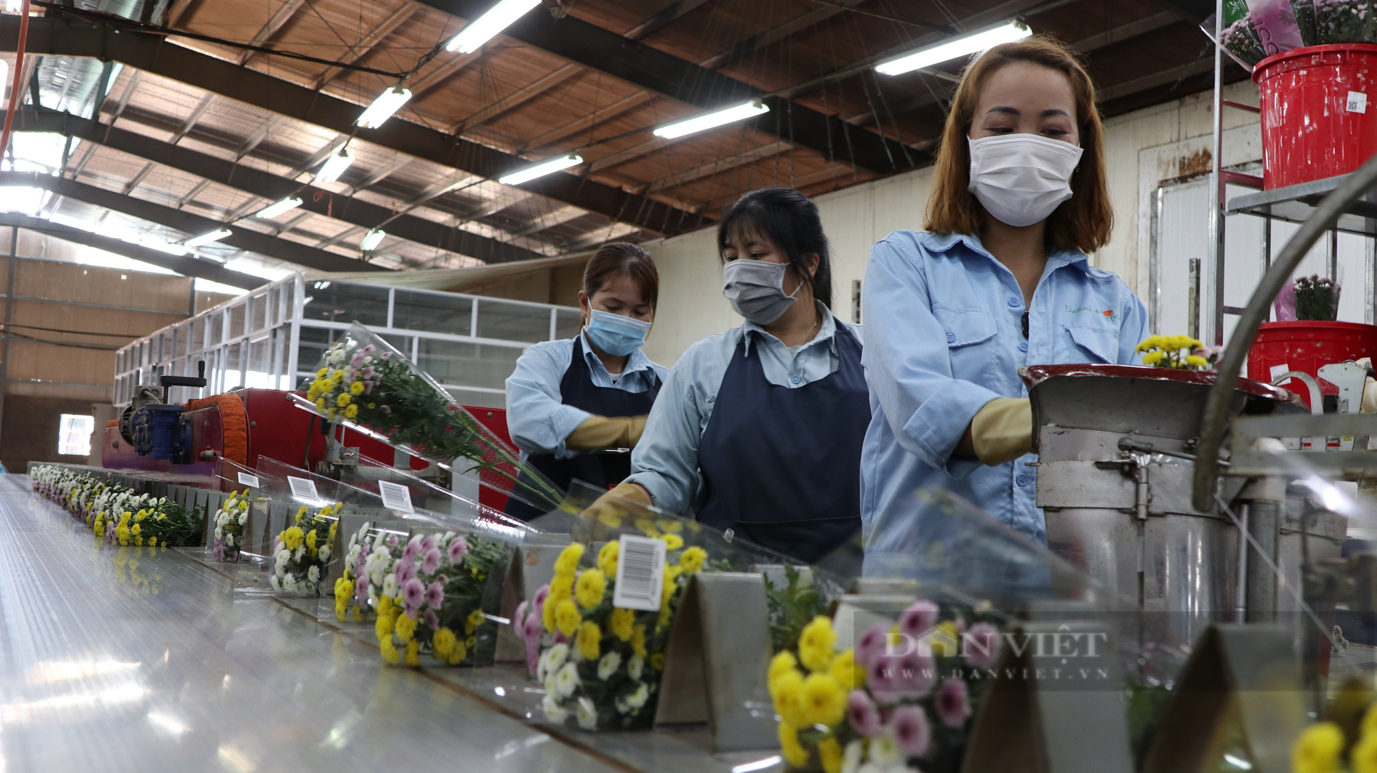Trồng hoa ở Lâm Đồng mỗi năm thu gần 4 triệu cành, nhưng vì sao xuất khẩu chỉ được 10%? - Ảnh 5.