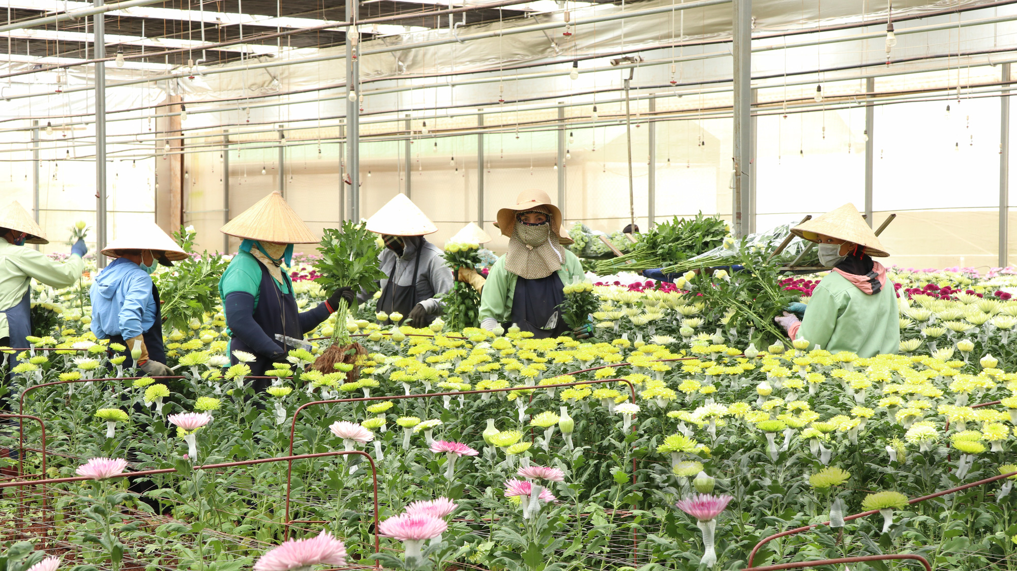 Trồng hoa ở Lâm Đồng mỗi năm thu gần 4 triệu cành, nhưng vì sao xuất khẩu chỉ được 10%? - Ảnh 3.