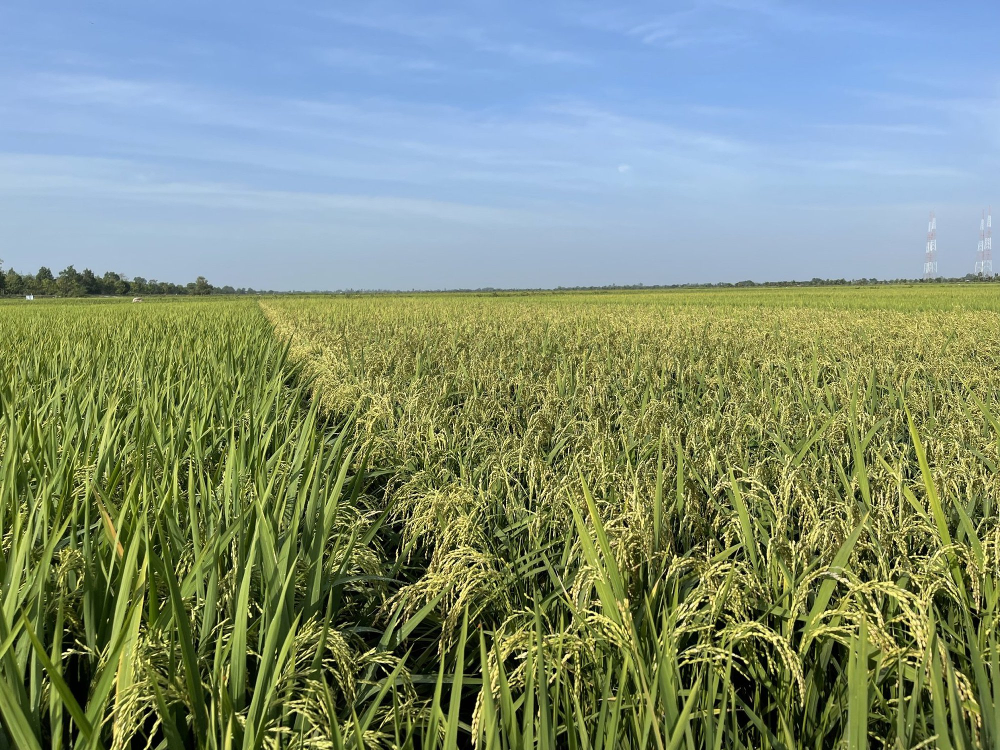 Vì sao nông dân Bình Thuận phải khăn gói về miền Tây học cách trồng lúa giống chất lượng cao? - Ảnh 6.