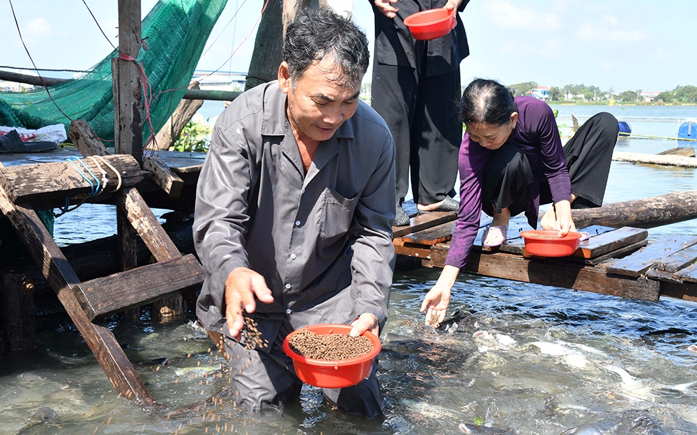 Chuyện lạ An Giang, bên sông Vàm Nao, ông nông dân nuôi "báo cô" đàn cá sông dày đặc, toàn con to