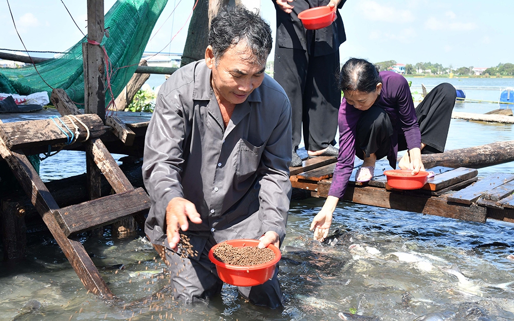 Chuyện lạ An Giang, bên sông Vàm Nao, ông nông dân nuôi &quot;báo cô&quot; đàn cá sông dày đặc, toàn con to