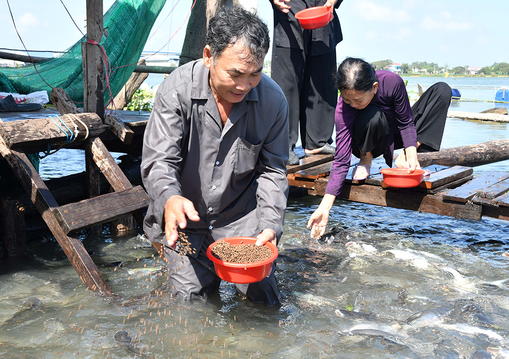 Chuyện lạ An Giang, bên sông Vàm Nao, ông nông dân nuôi &quot;báo cô&quot; đàn cá sông dày đặc, toàn con to - Ảnh 11.