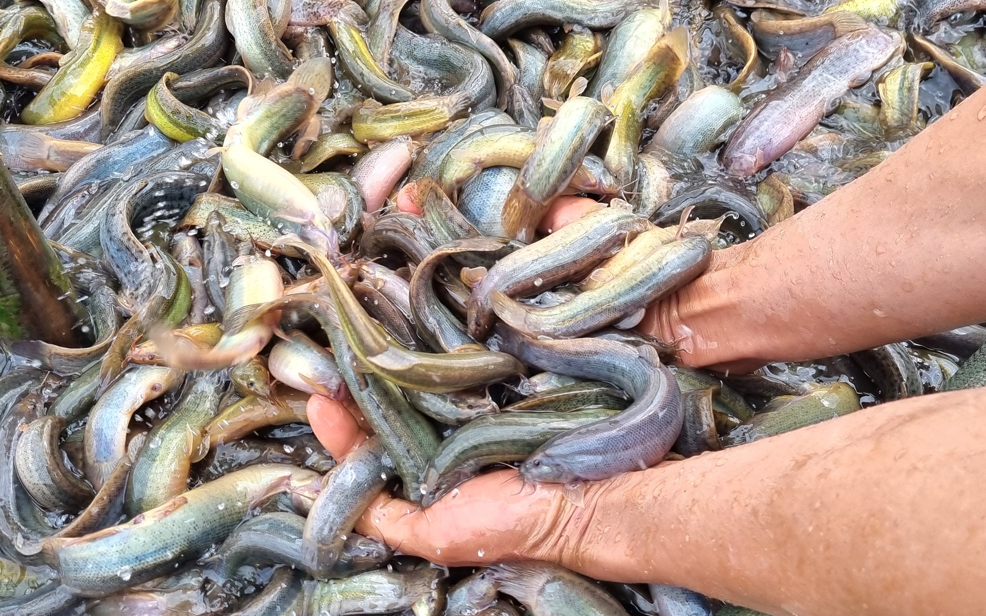 nuôi cá chạch lấu trong bể lót bạt  trại cá giống nước ngọt Quang Nguyên