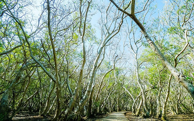 Đây là khu rừng ngập mặn chỉ rộng 5ha ở TT-Huế, tới mùa lá đổ đẹp mê li, những cây chá hình thù kỳ lạ