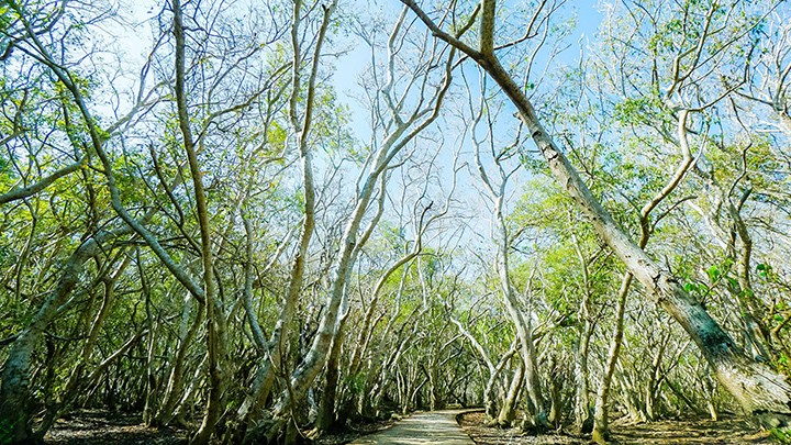 Đây là khu rừng ngập mặn chỉ rộng 5ha ở TT-Huế, tới mùa lá đổ đẹp mê li, những cây chá hình thù kỳ lạ - Ảnh 2.
