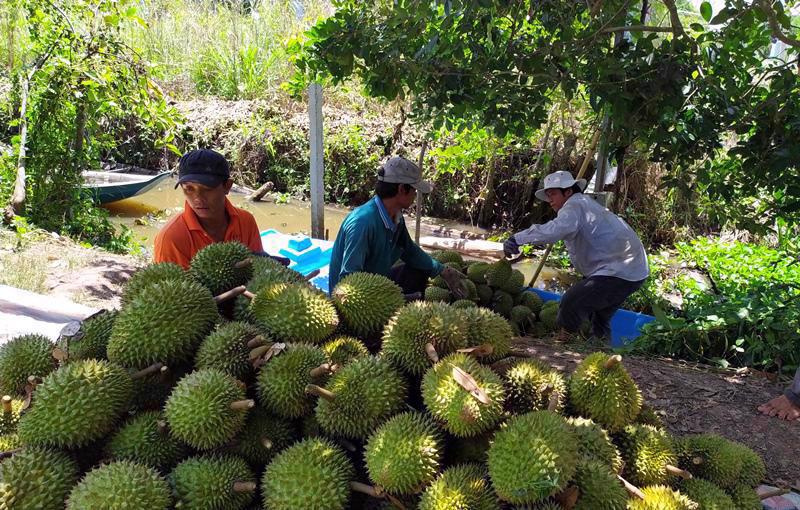 Khai thông xuất khẩu chính ngạch nông sản sang Trung Quốc - Ảnh 1.