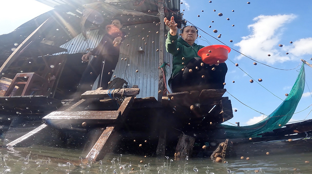 Chuyện lạ An Giang, bên sông Vàm Nao, ông nông dân nuôi &quot;báo cô&quot; đàn cá sông dày đặc, toàn con to - Ảnh 10.