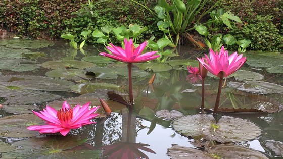 Quê mình bông súng, mắm kho - Ảnh 1.