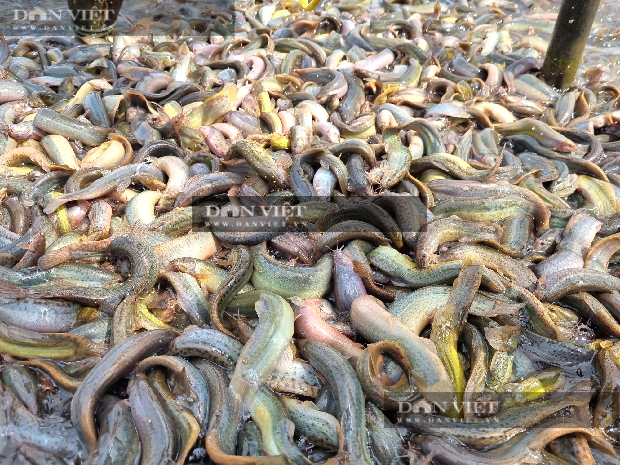 Nuôi cá chạch sụn, một nông dân ở Ninh Bình lãi 2 tỉ đồng - Ảnh 3.