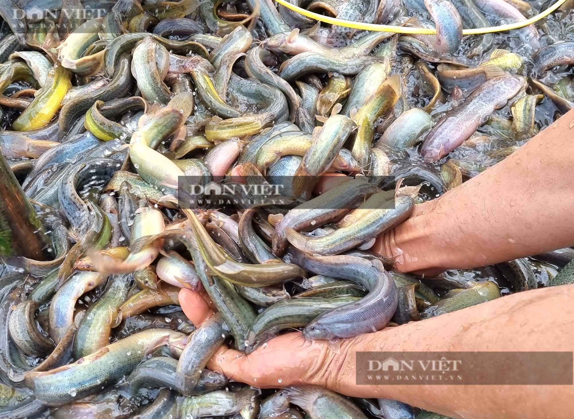 Nuôi cá chạch sụn, một nông dân ở Ninh Bình lãi 2 tỉ đồng - Ảnh 6.