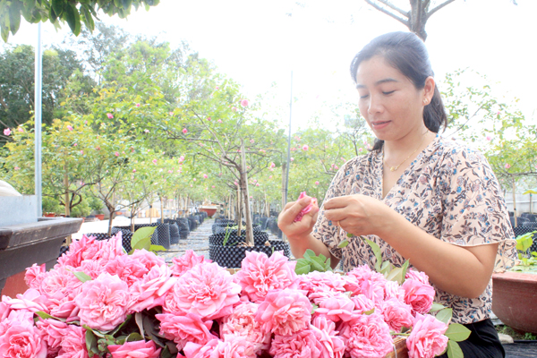 Trồng vườn hoa hồng đẹp, nhiều người đến xem, ban đầu chị nông dân Đồng Nai giải trí, sau lại kiếm được tiền - Ảnh 2.