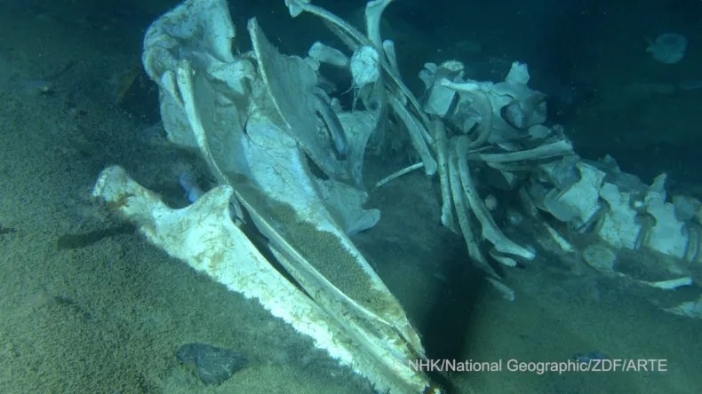 Nghĩa địa cá voi dưới đáy đại dương thu hút nhiều động vật ăn xác thối - Ảnh 1.