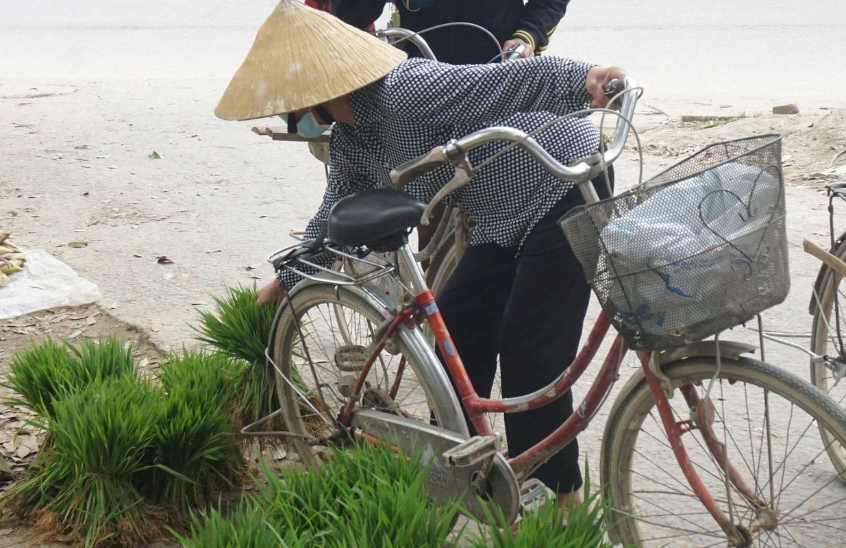 Phiên chợ bán lúa non độc nhất vô nhị ở Việt Nam tại sao lại bị nói là vừa họp đã tan? - Ảnh 3.