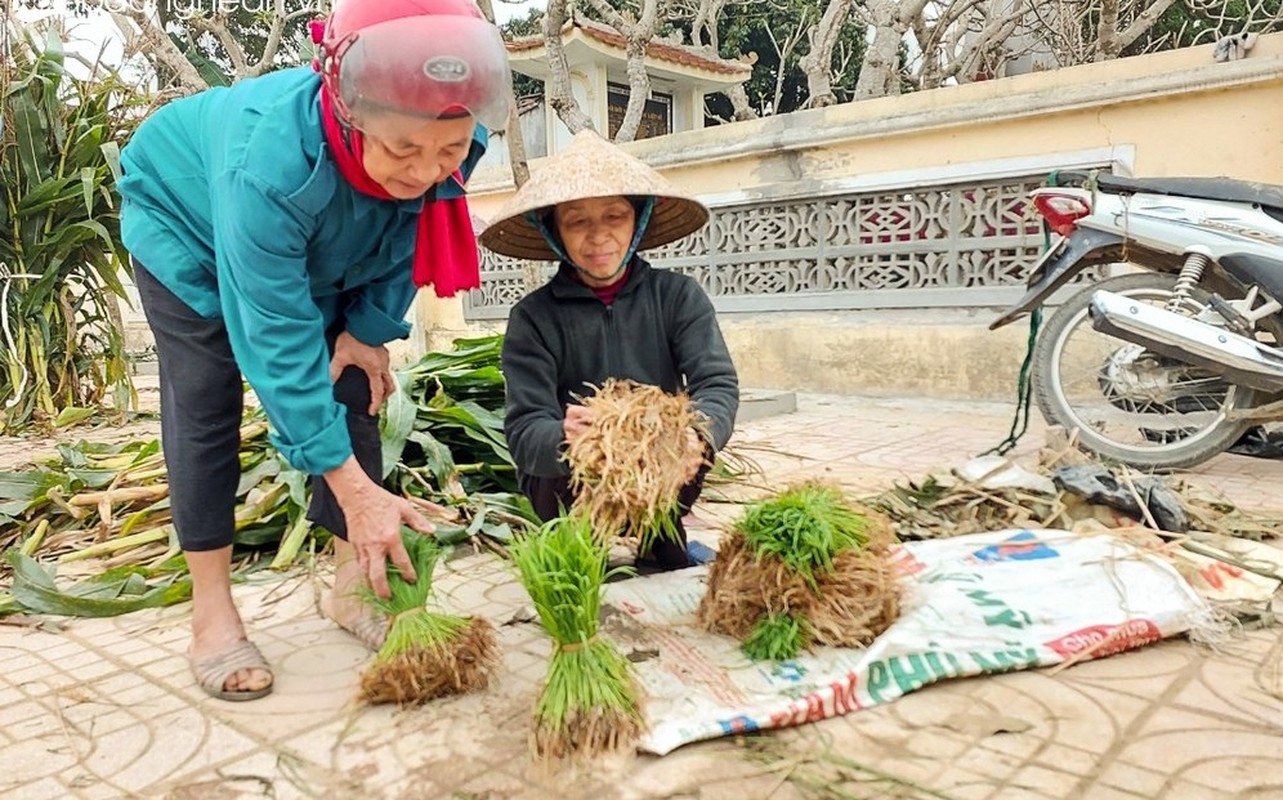 Phiên chợ bán lúa non độc nhất vô nhị ở Việt Nam tại sao lại bị nói là vừa họp đã tan? - Ảnh 7.