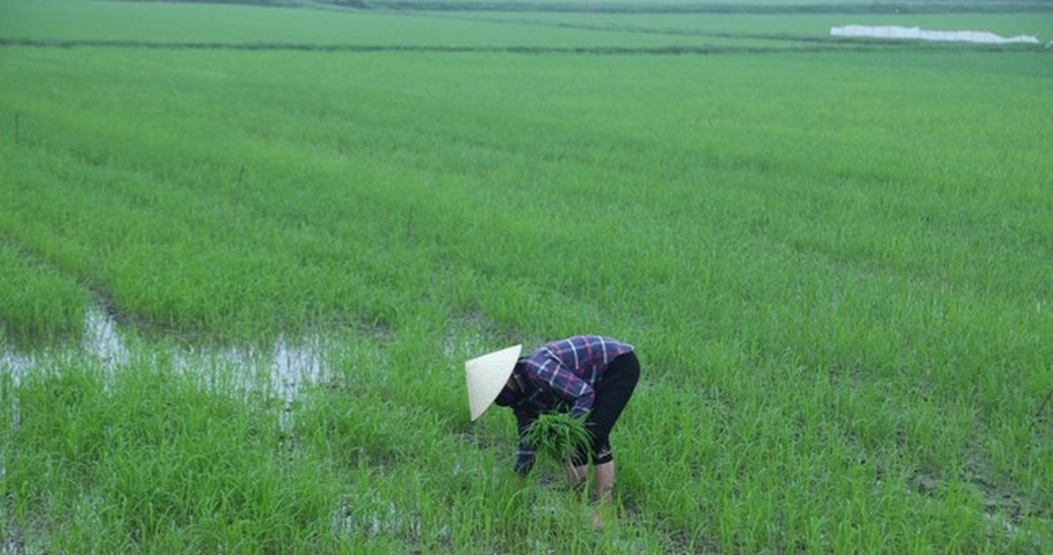 Phiên chợ bán lúa non độc nhất vô nhị ở Việt Nam tại sao lại bị nói là vừa họp đã tan? - Ảnh 9.