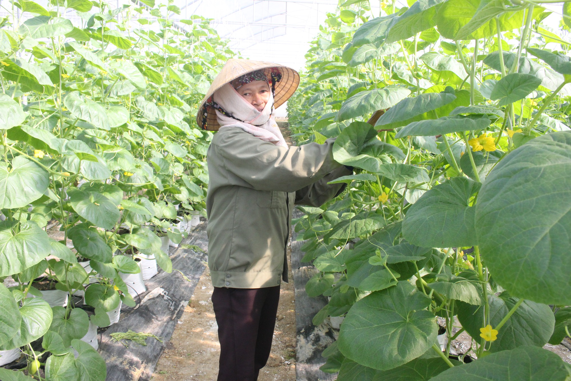 Trồng cây cảnh, nuôi thỏ...những mô hình giảm nghèo, làm giàu của nông dân xã Thiệu Hòa ở Thanh Hóa - Ảnh 2.