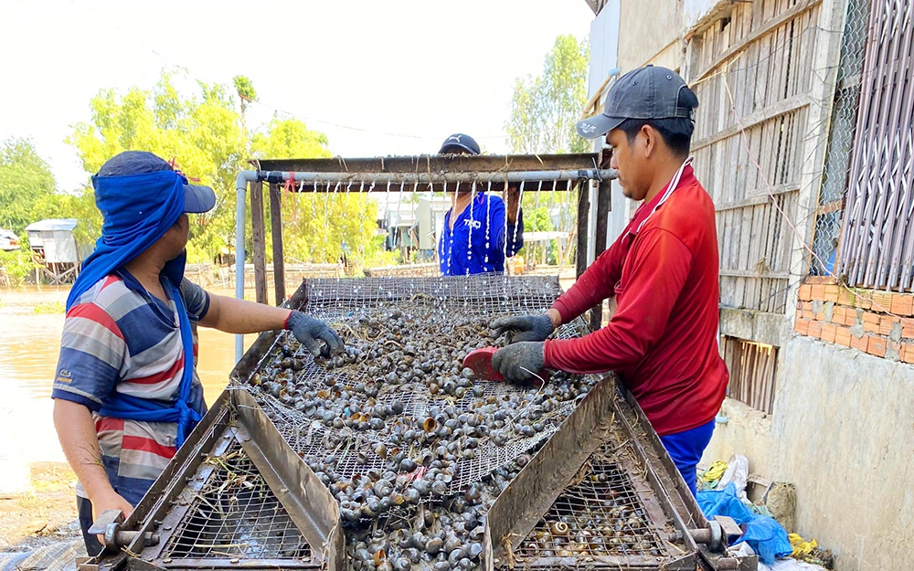 Đến vùng biên giới này của An Giang xem tập đoàn lể ốc lác, ốc bươu vàng, làm không hết việc