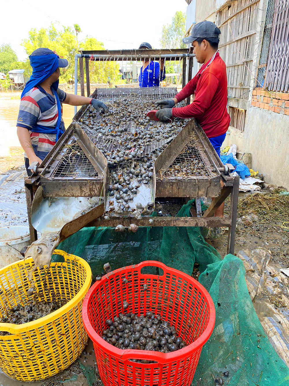 Đến vùng biên giới này của An Giang xem tập đoàn lể ốc lác, ốc bươu vàng, làm không hết việc - Ảnh 4.