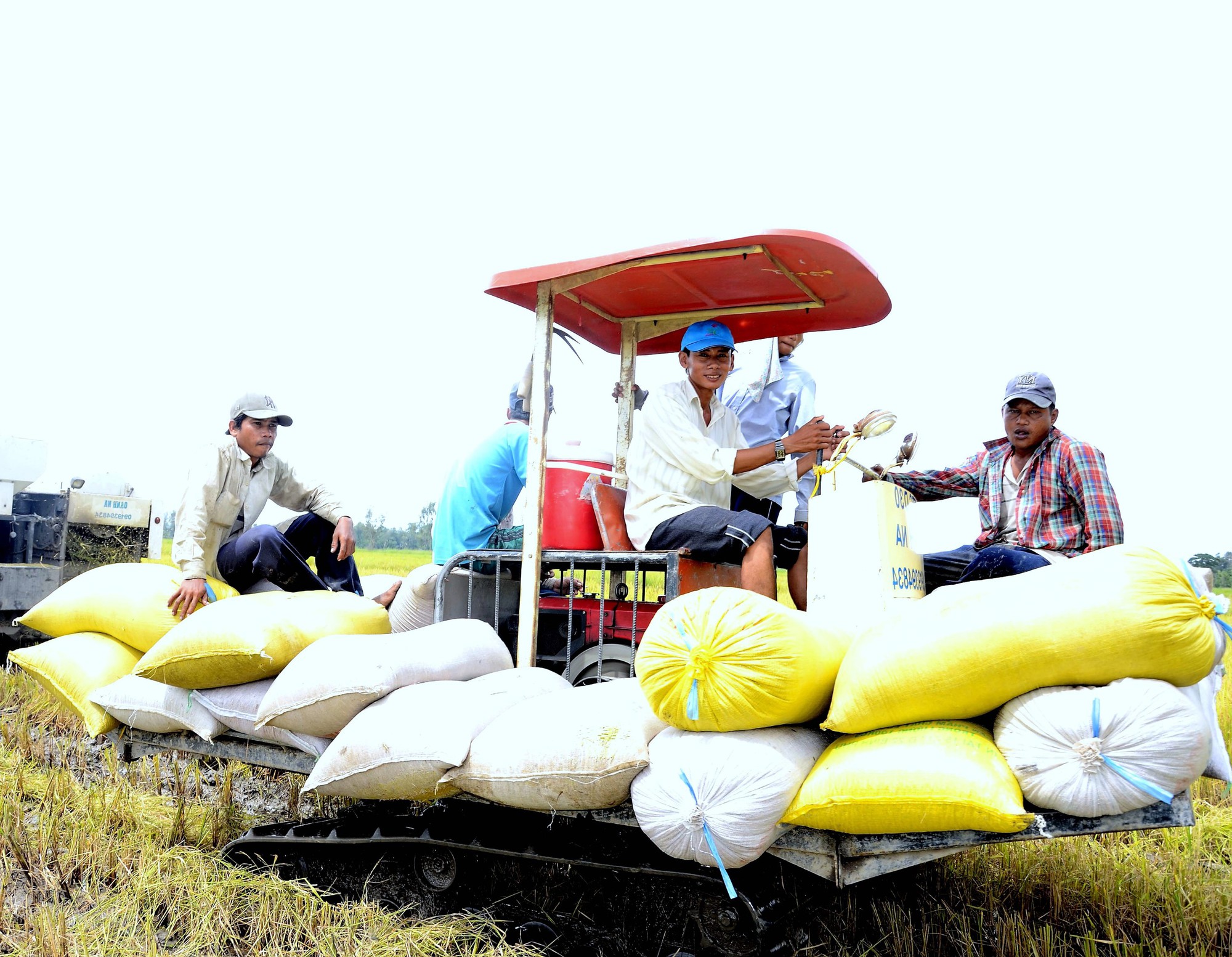 Two billionaire farmers in Kien Giang, one grows sweet potatoes, the other grows straight rice with flying storks - Photo 4.