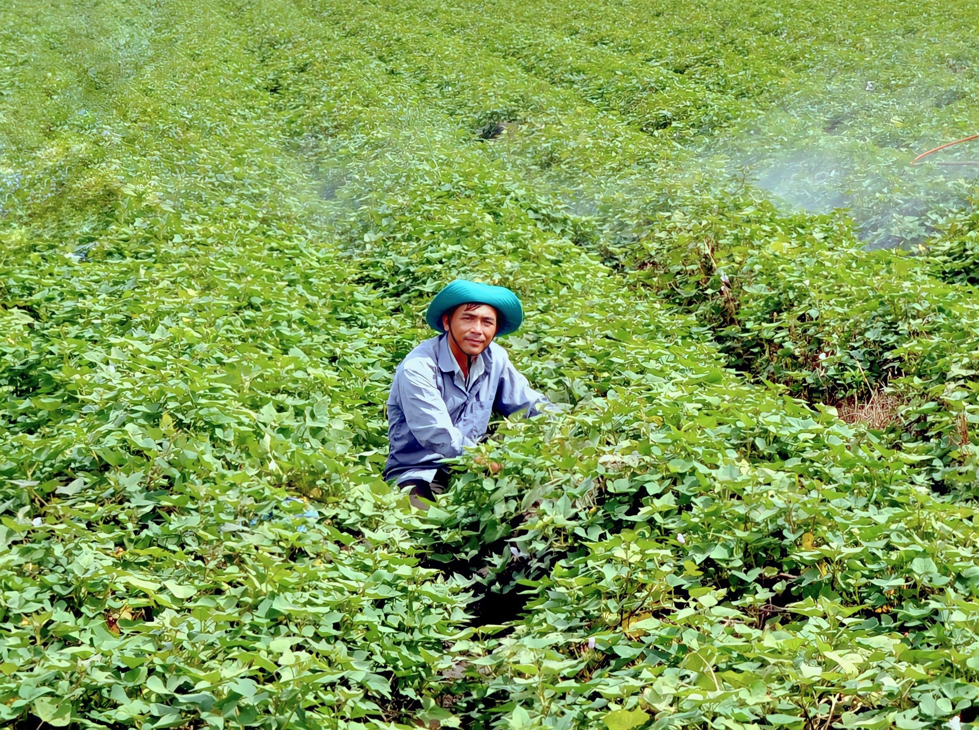 Hai tỷ phú nông dân đất Kiên Giang, một ông trồng khoai lang bạt ngàn, một ông trồng lúa thẳng cánh cò bay - Ảnh 2.