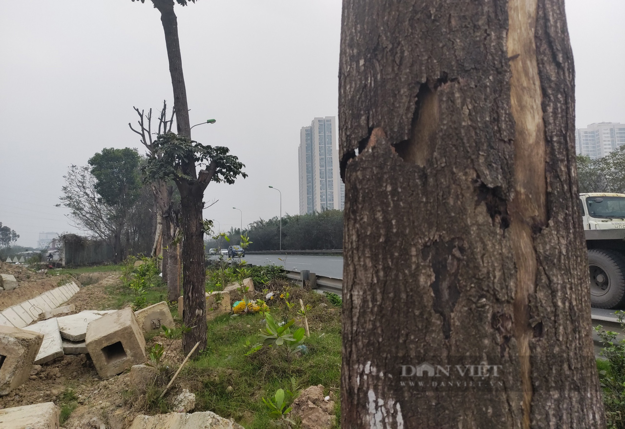 Hàng cây xanh chết khô trên Đại lộ Thăng Long được nhổ bỏ - Ảnh 5.