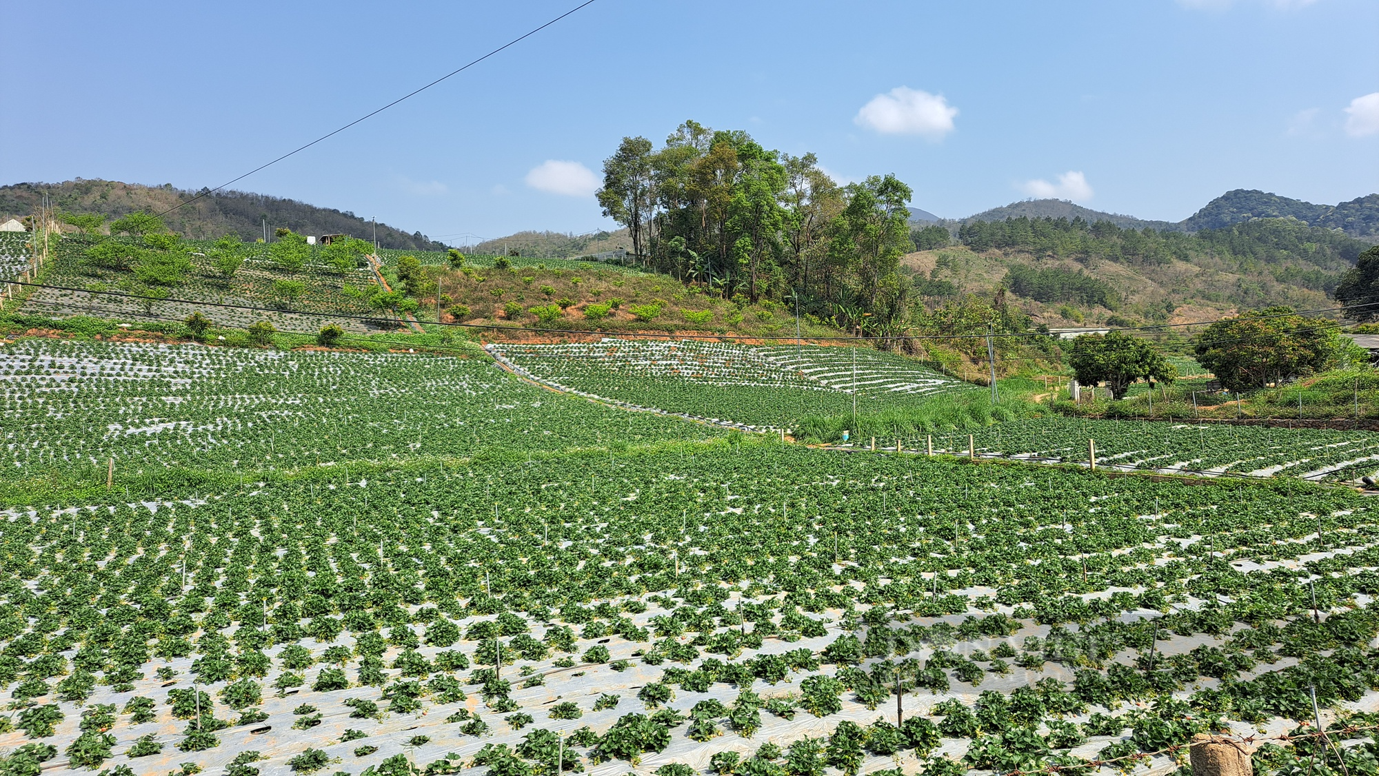 Nghề hái dâu tây giúp nông dân vùng cao Sơn La nâng cao thu nhập - Ảnh 1.