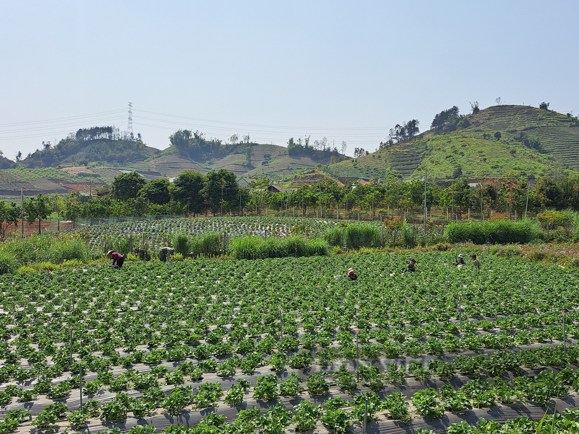 Nghề hái dâu tây giúp nông dân vùng cao Sơn La nâng cao thu nhập - Ảnh 2.
