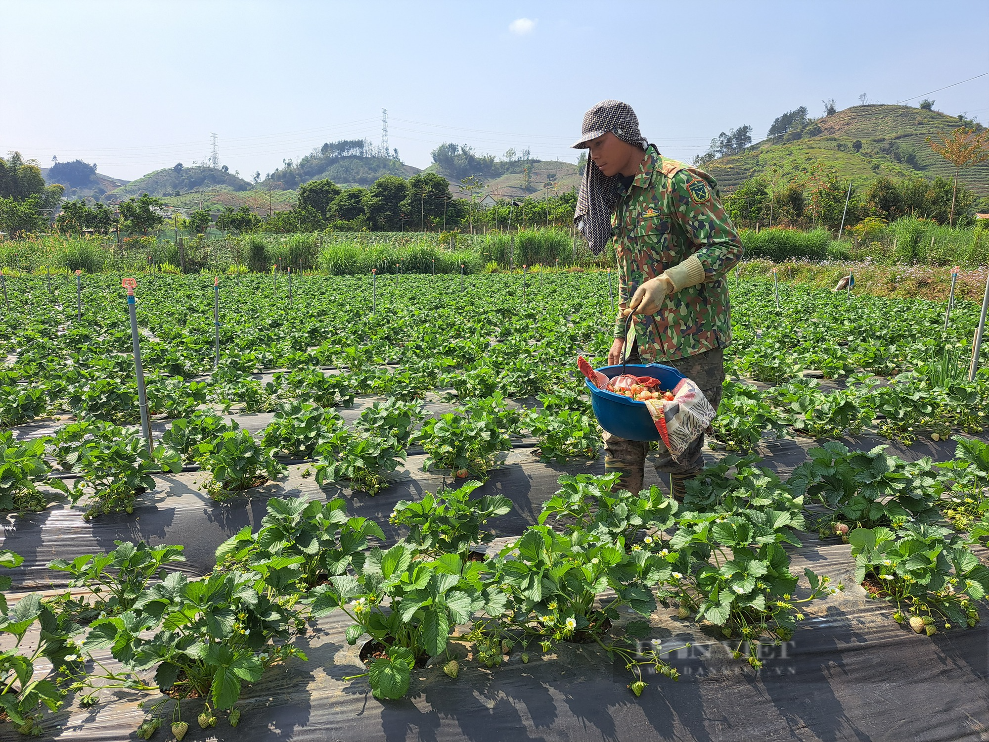 Nghề hái dâu tây giúp nông dân vùng cao Sơn La nâng cao thu nhập - Ảnh 3.