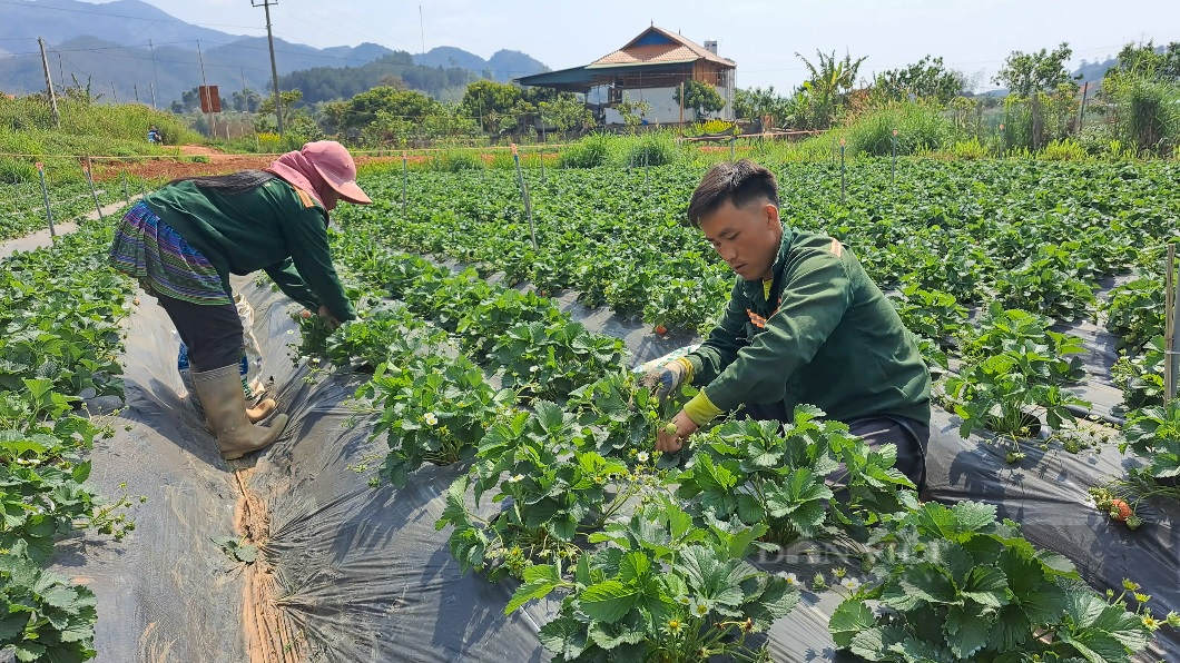 Nghề hái dâu tây giúp nông dân vùng cao Sơn La nâng cao thu nhập - Ảnh 5.