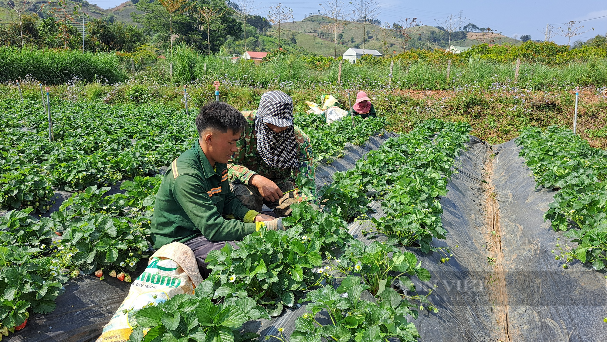 Nghề hái dâu tây giúp nông dân vùng cao Sơn La nâng cao thu nhập - Ảnh 4.