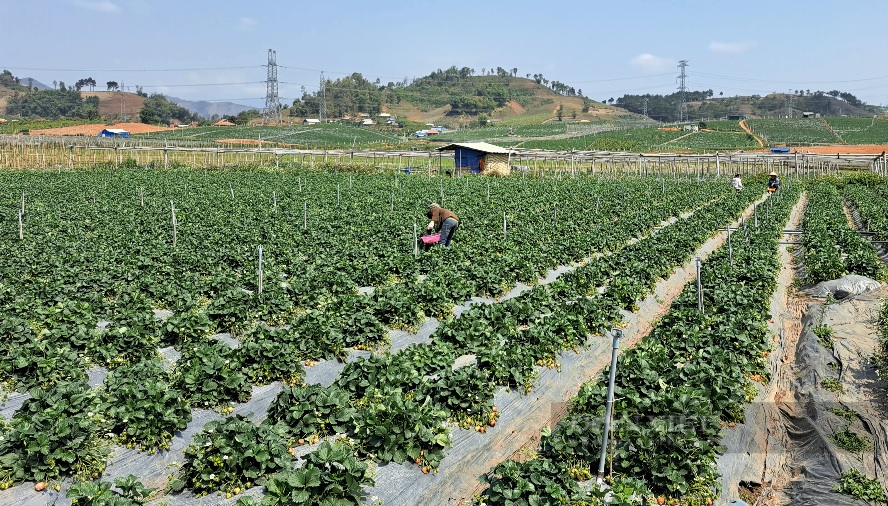 Nghề hái dâu tây giúp nông dân vùng cao Sơn La nâng cao thu nhập - Ảnh 6.
