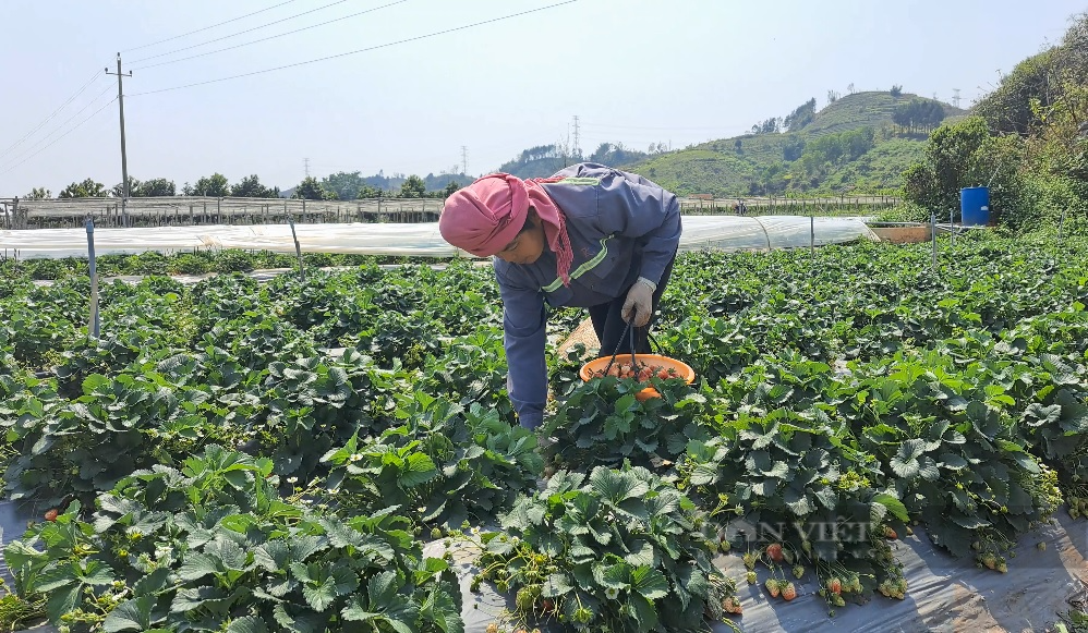 Nghề hái dâu tây giúp nông dân vùng cao Sơn La nâng cao thu nhập - Ảnh 7.