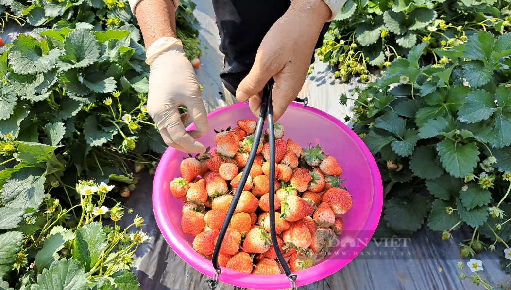 Nghề hái dâu tây giúp nông dân vùng cao Sơn La nâng cao thu nhập - Ảnh 12.