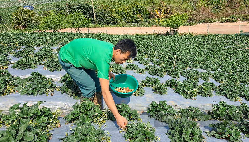 Nghề hái dâu tây giúp nông dân vùng cao Sơn La nâng cao thu nhập - Ảnh 14.