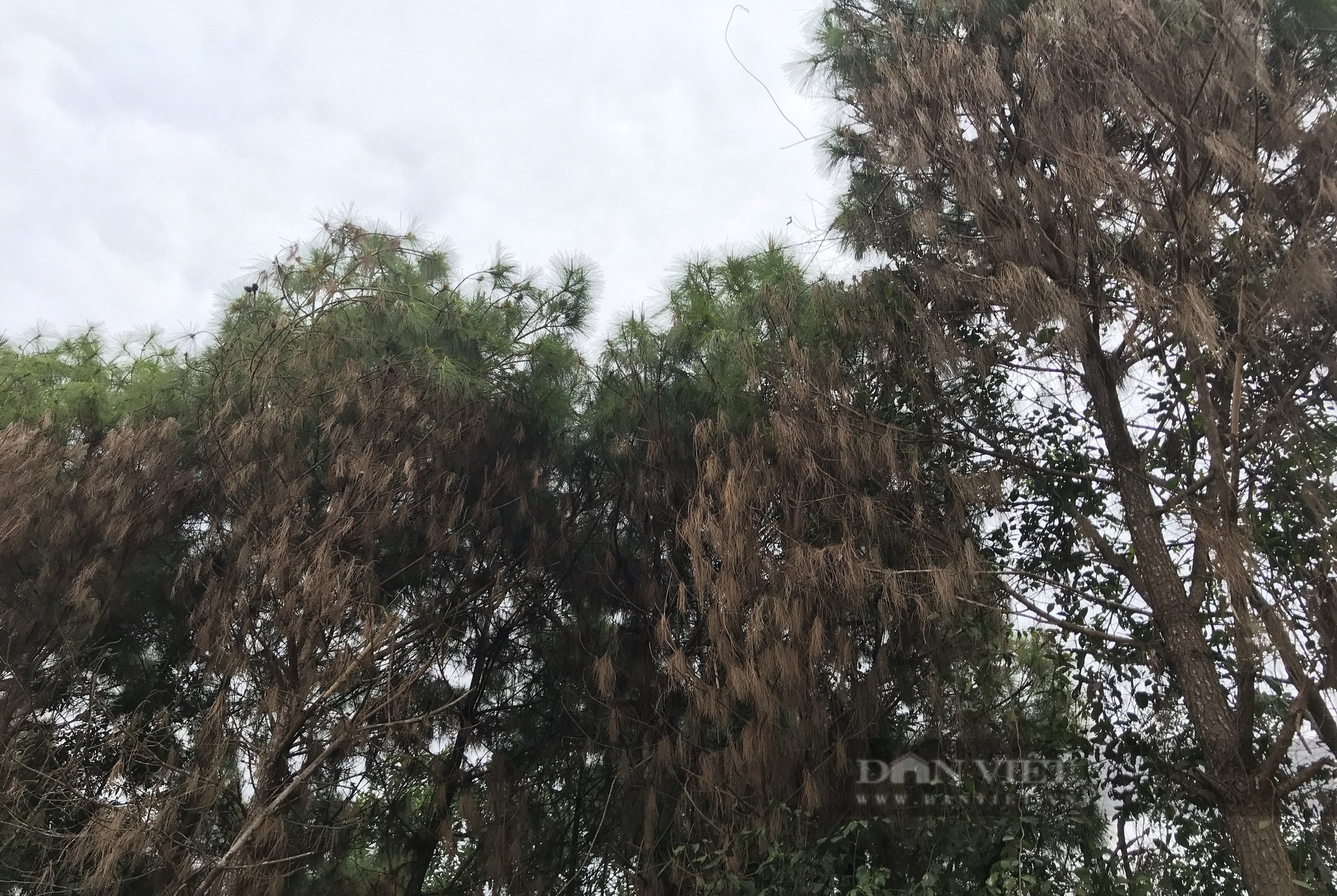 Nghệ An: Những cây thông có đường kính lớn bị đốn hạ không thương tiếc để trồng keo - Ảnh 10.