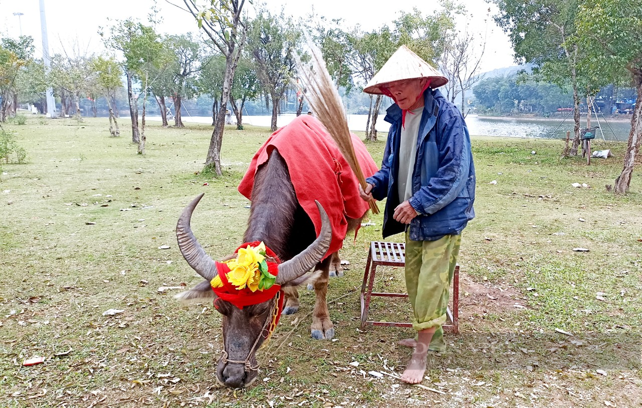 Du lịch Ninh Bình: Du khách thích thú chụp ảnh với con trâu tại vùng đất cố đô - Ảnh 2.