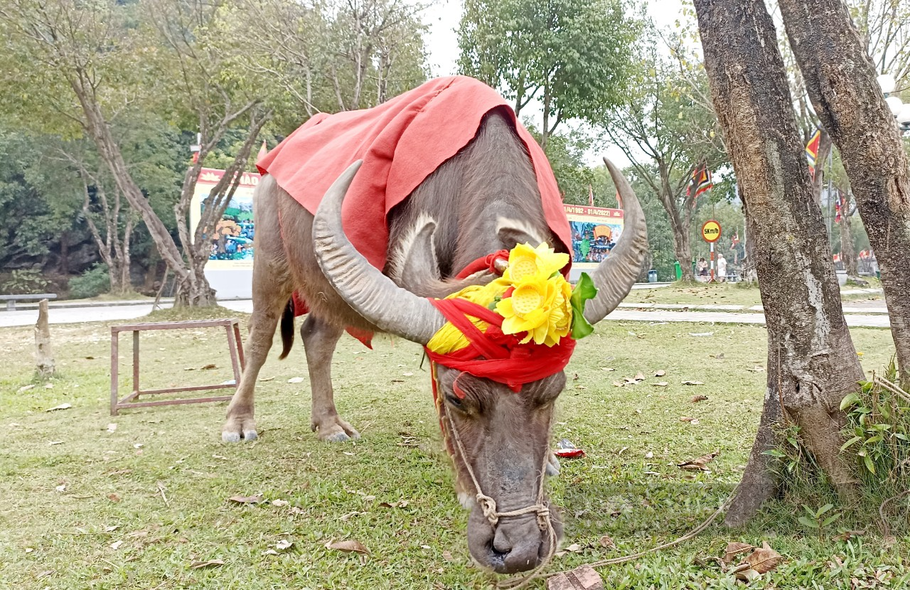 Du lịch Ninh Bình: Du khách thích thú chụp ảnh với con trâu tại vùng đất cố đô - Ảnh 3.