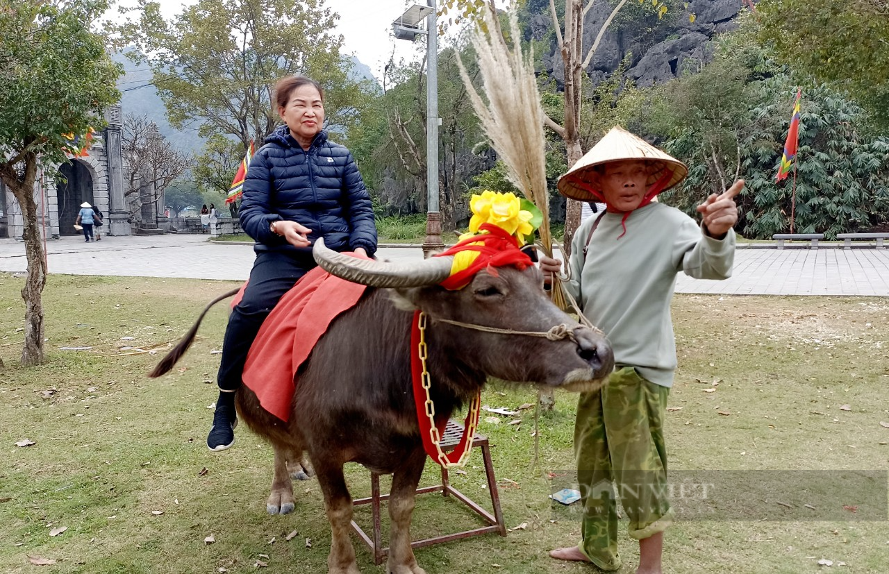 Du lịch Ninh Bình: Du khách thích thú chụp ảnh với con trâu tại vùng đất cố đô - Ảnh 4.