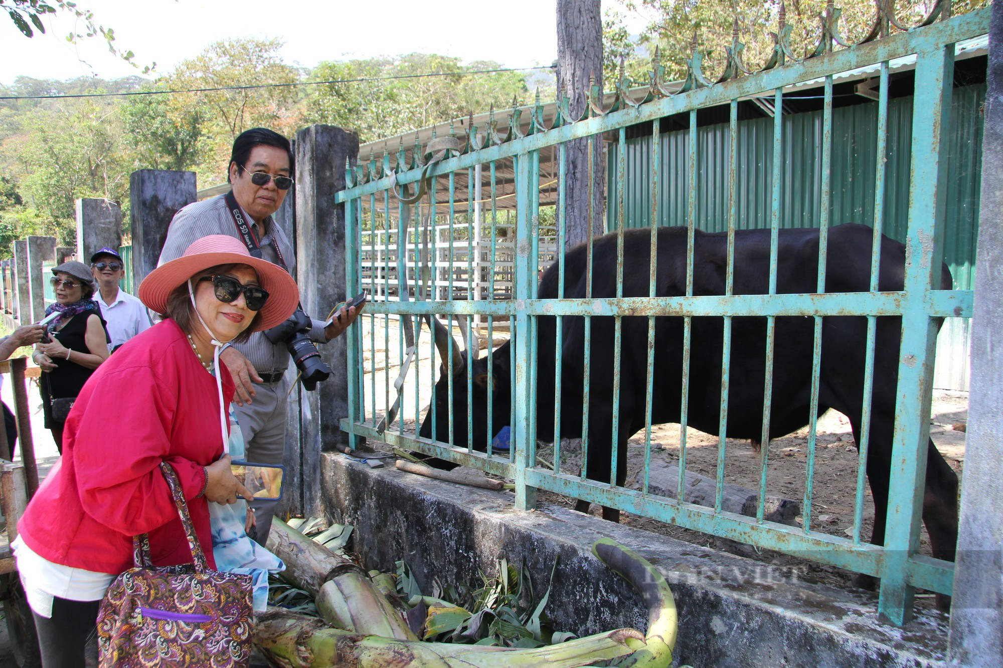 Khám phá vườn Quốc gia Phước Bình ở Ninh Thuận (Kỳ 5): “Sự tích” về hậu duệ bò tót - Ảnh 6.