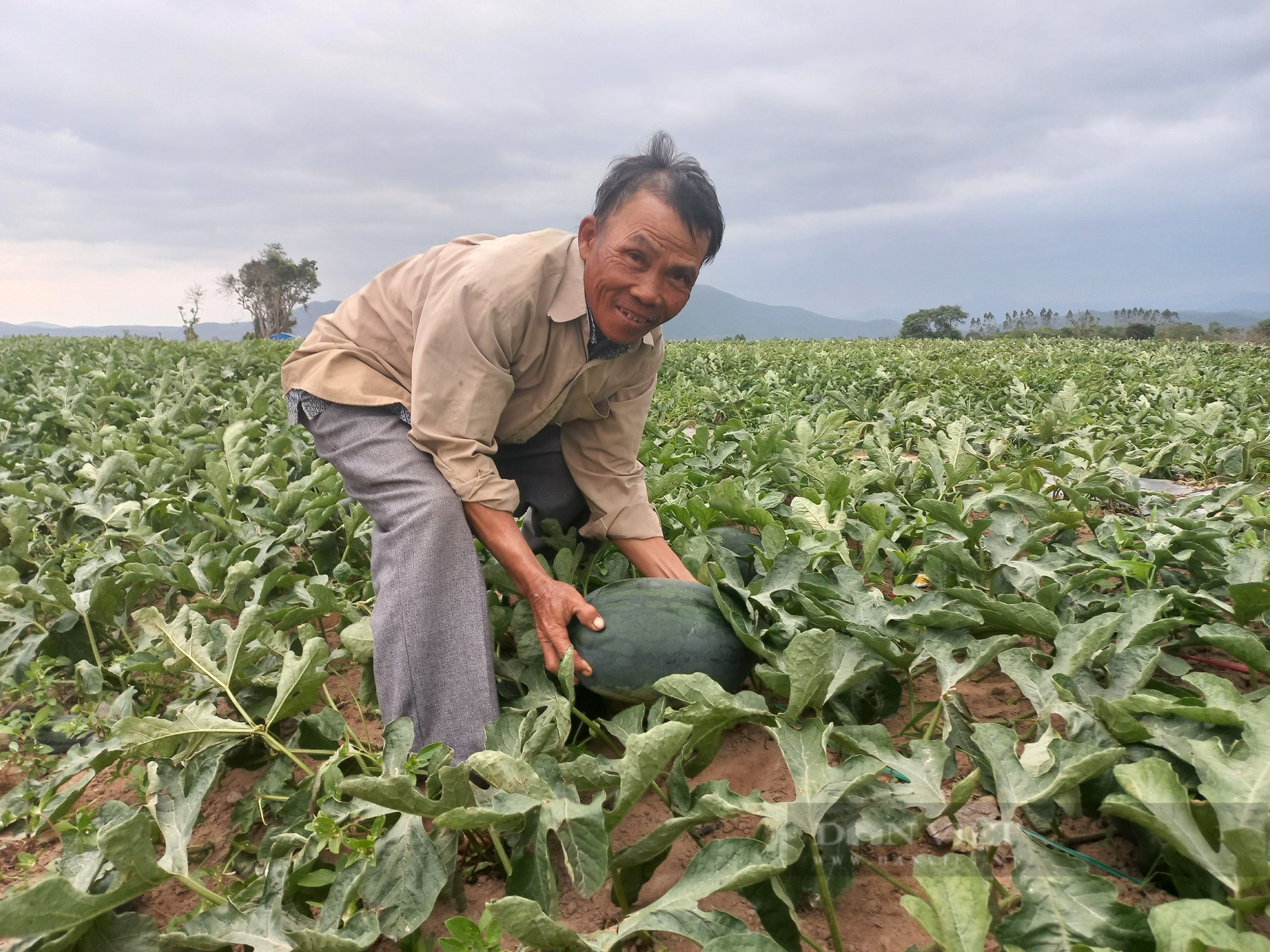 Trung Quốc &quot;mở cửa&quot;, giá dưa hấu tăng cao khiến nông dân phấn khởi - Ảnh 1.