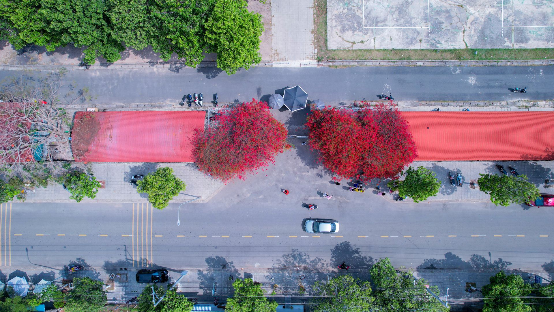 Một giàn hoa giấy tuôn bông đỏ không kịp cản đang xôn xao ở Tây Ninh, nhiều người đến chụp ảnh, ngắm say mê - Ảnh 2.