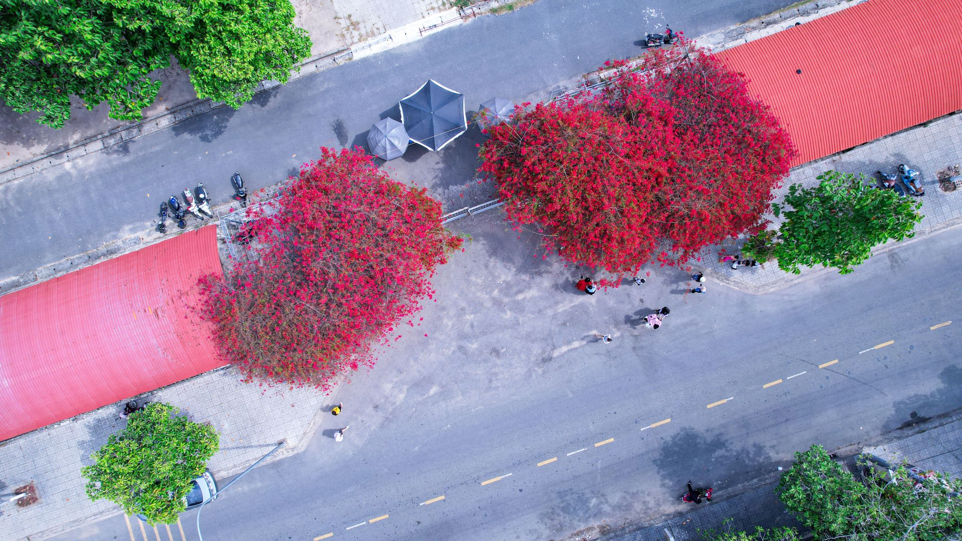 Một giàn hoa giấy tuôn bông đỏ không kịp cản đang xôn xao ở Tây Ninh, nhiều người đến chụp ảnh, ngắm say mê - Ảnh 1.