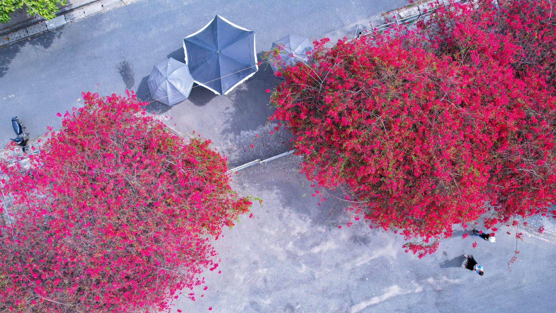 Một giàn hoa giấy tuôn bông đỏ không kịp cản đang xôn xao ở Tây Ninh, nhiều người đến chụp ảnh, ngắm say mê - Ảnh 4.