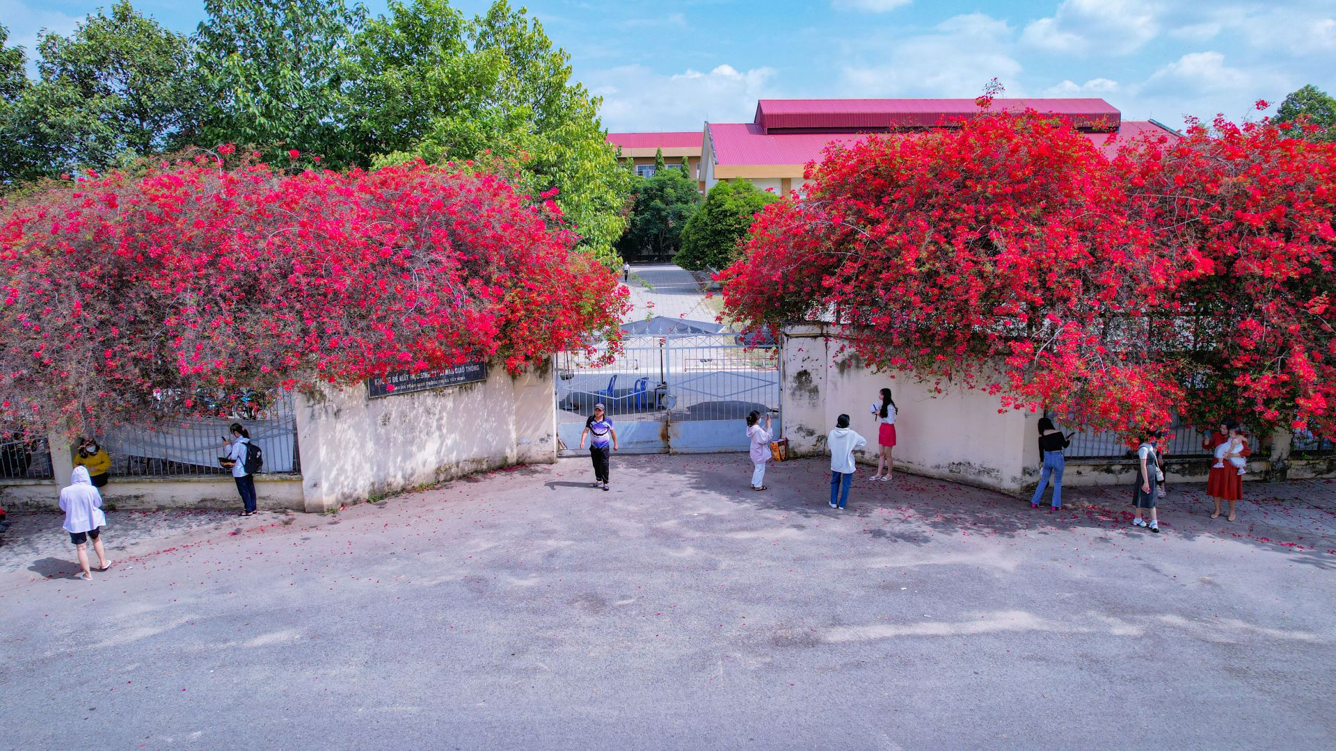 Một giàn hoa giấy tuôn bông đỏ không kịp cản đang xôn xao ở Tây Ninh, nhiều người đến chụp ảnh, ngắm say mê - Ảnh 3.