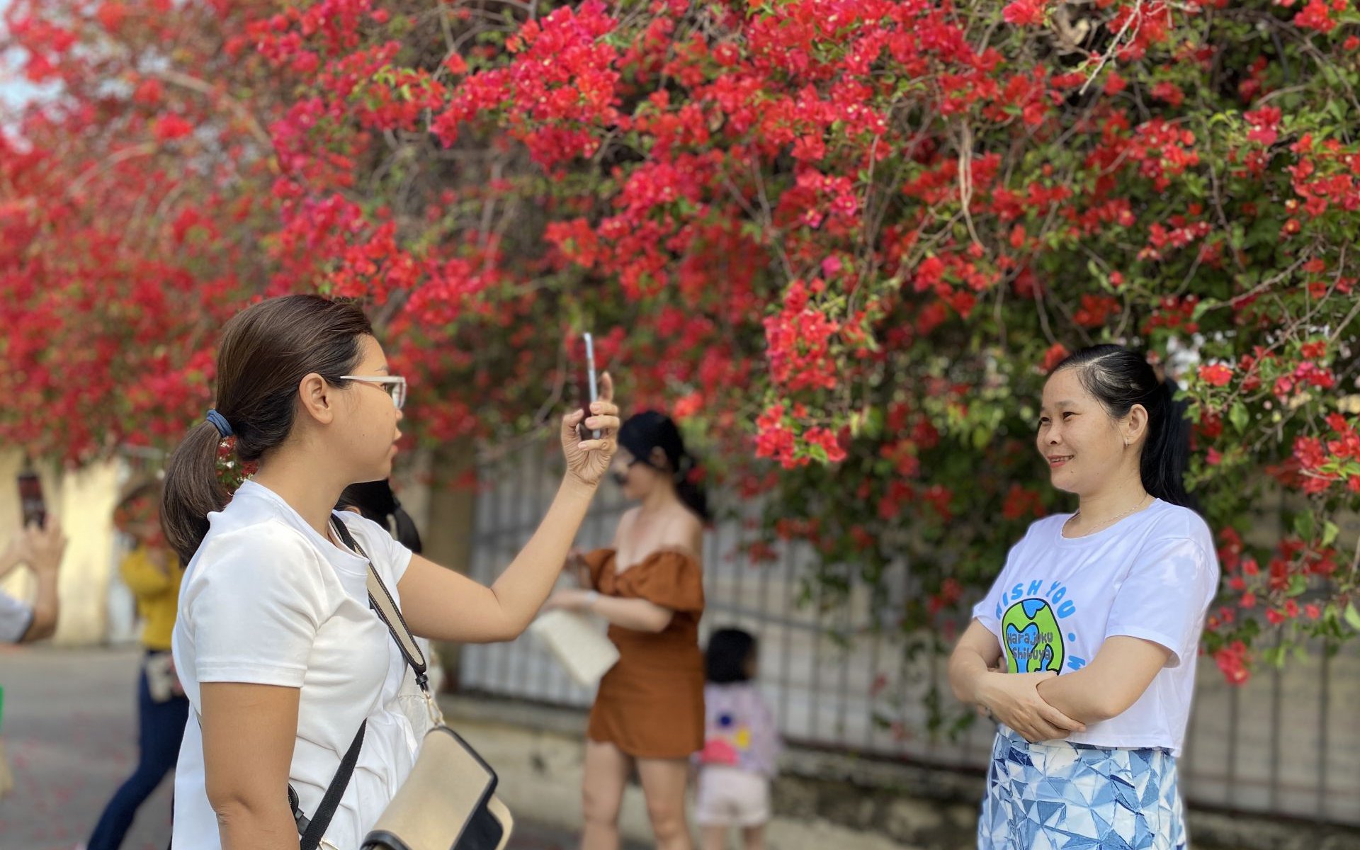 Một giàn hoa giấy tuôn bông đỏ không kịp cản đang xôn xao ở Tây Ninh, nhiều người đến chụp ảnh, ngắm say mê